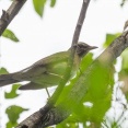 2025年10月17日の野鳥公園