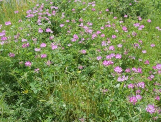 三島江　今年もレンゲがたくさん見られる　26日には地域のイベントも　2026年