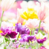 『太陽みたいな存在』の画像