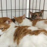 『ネコの一時預かりボランティアさん募集』の画像