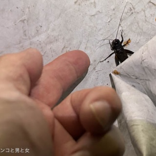 馬とニャンコと男と女