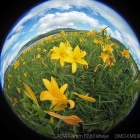 『投稿：LAOWA魚眼＆BORG36EDによる花　2022/07/24』の画像