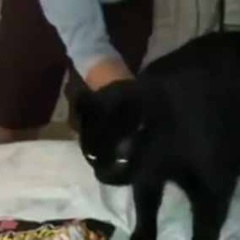 うちのネコがベッドの上にいた。ちょっと邪魔なのでどかしてみる → こうなった…