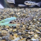 『4月22日(金)　熱帯魚入荷情報』の画像