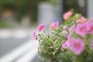 CANON LENS FL 58mm f1.2 Ⅱ : 会計士によるバリューアップ クラカメ趣味