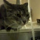 家の猫様とうとうキッチンカウンターを制覇なさったorz【再】