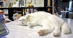 シロは河原猫だった　１３年前