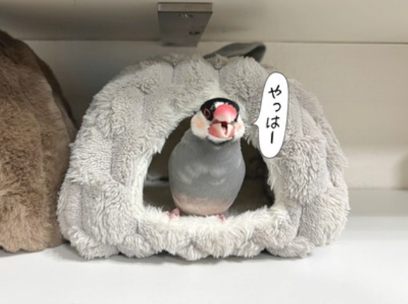 別荘の交換をセラに交渉してみた