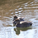 ジョウビタキ雄、エナガ