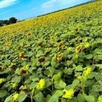 「腎不全と診断されたら読むブログ。透析・食事・生活のリアルな情報」  * 「透析から腎移植へ。私が乗り越えた道のりと、今伝えたいこと【体験談】」➕ネットニュースまとめサイト