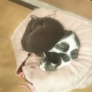 くっつきにゃん