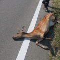 明るい農村　不運な鹿