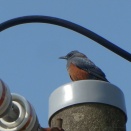 桜も咲き始めました