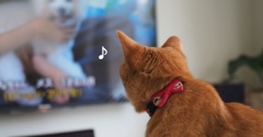 テレビを見る猫♪