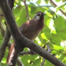 カオジロガビチョウ＆シジュウカラの幼鳥＆おにぎり差し入れ🍱（多々良沼公園）