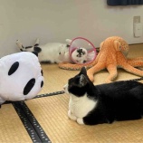 『見ないフリ』の画像