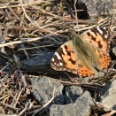 ヒメアカタテハ（姫赤立翅） by Z50