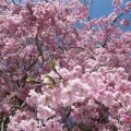 サクラ　サクラ