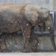 雪が降ってきた♪