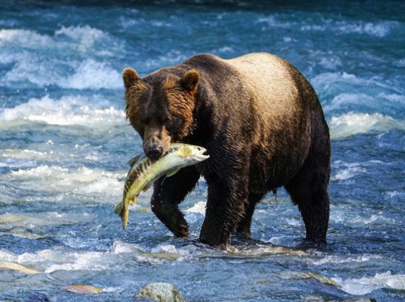 【北海道石狩市】「クマがサケを持って行った」釣り人からの110番通報…カゴの中のサケが1匹減る