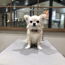 トリミングブログ🐶