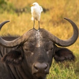 不細工…でもカワイイ瞬間を捉えた動物たちの写真28枚