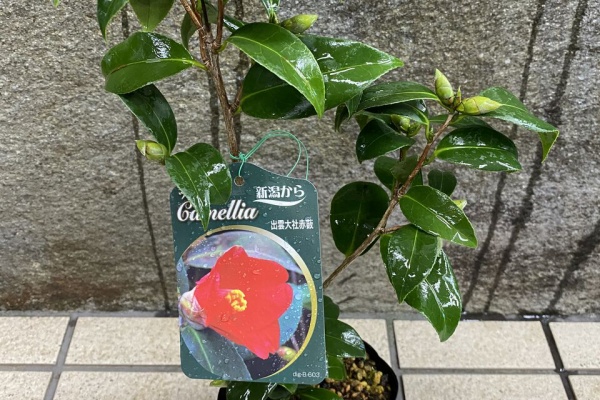 花重 京都 hanajyu - 椿販売