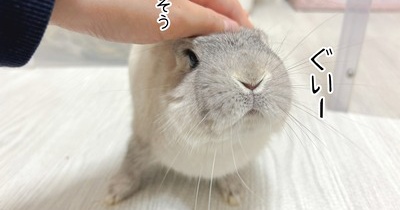 うさぎのルリ(3/9追記)