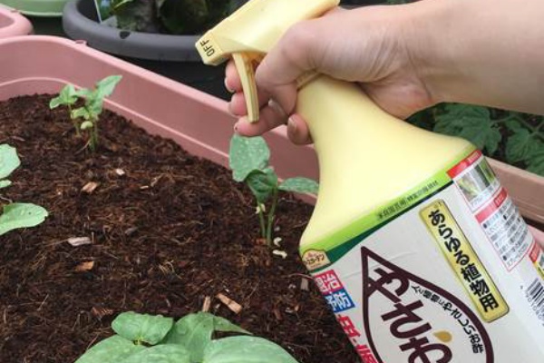 アブラムシが付きやすい発芽後 おすすめ予防法は プランター菜園をやってみよう 会社の屋上 で 収穫を目指す 会社員の熱き戦い