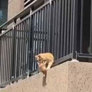 猫の動画 ねこわん！