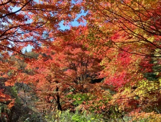 お知らせ（次回のケンミンSHOW）