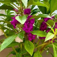 植物を育てる体験