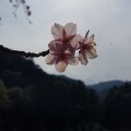 河津桜見てきました