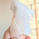 文鳥の後ろ向きスサー