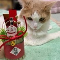 猫のお正月用写真のメイキング写真いろいろ