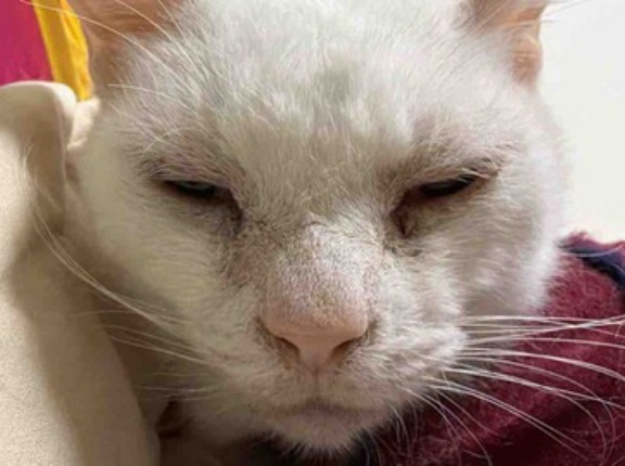 一家のアルジネコ、主張する　20251224