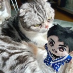 猫だらけ