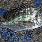  釣果で証明する釣りの理論 ── 私が思うところ。