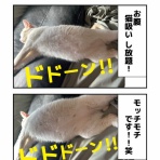 しゃーねこ家のblog