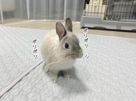 うさぎのルリ(2/9追記)