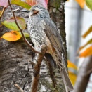 桜の枝にヒヨドリを見つけて