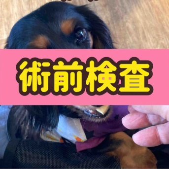 ポコちゃん病院へ行く。