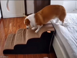 ベッドから降りる犬の動きが…まるで休み明けの朝のようなとき