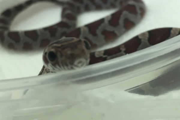 右膝を矢で射抜かれた奴ブログ コーンスネーク