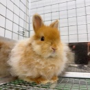 もこもこうさちゃん♫