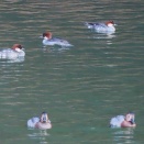 再びミコアイサ♀