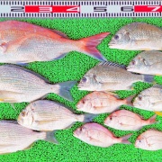2026年7月11日　釣果