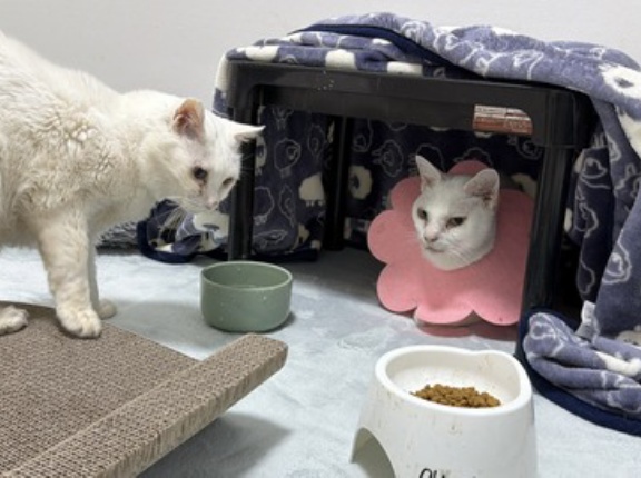 2種類の言葉　20260305