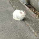 ブラックキャップ