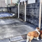 ボルゾイな生活